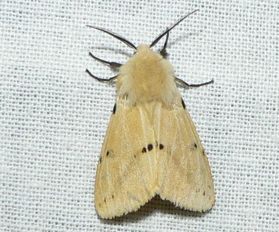 gele tijger.jpg - Gele tijger - Spilosoma lutea